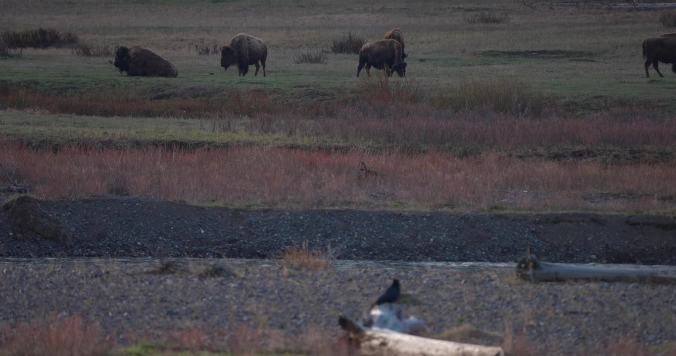 Morning landscape showing a raven in the foreground with a distant herd of American bison beyond. A peaceful scene illustrating native species sharing the same North American ecosystem.