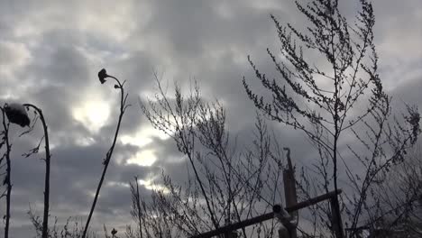 dead sunflower trees blowing in the wind garen tempelhof airport berlin hd 25 fps 9 secs 196