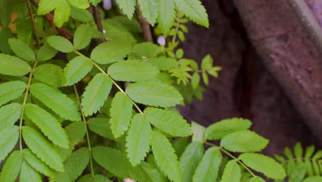 close-up of green leaves on a tree trunk