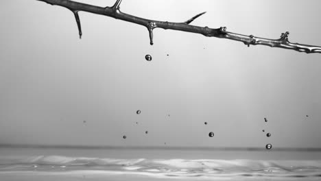 a branch of thorns being pulled quickly out of a pool of silver metallic paint with droplets of paint falling off of the branch with a gray backdrop static shot