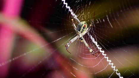 Araña-Cruzada-De-San-Andrés-Sentada-En-El-Centro-De-Su-Telaraña,-Comiendo-Una-Mosca