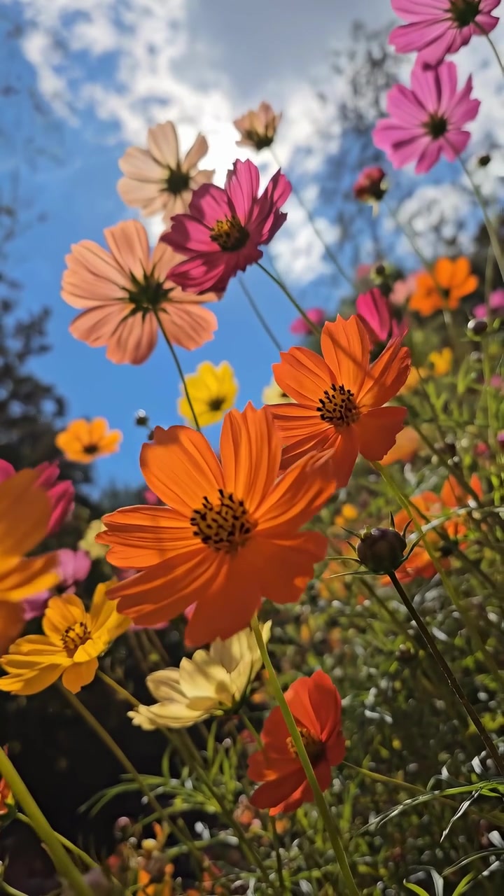Flores Cosmos Vibrantes Balançando Suavemente em um Campo Ensolarado