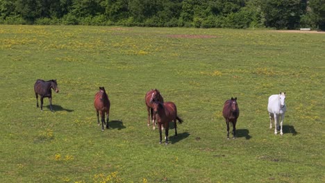 a drone orbits gracefully around a herd of horses in a vibrant green meadow. a dynamic and peaceful moment in untouched nature