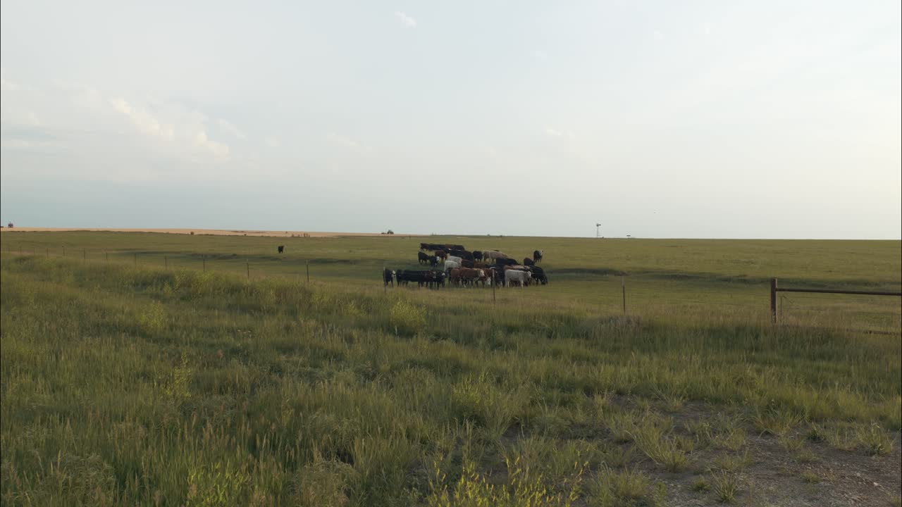 저녁 해가 지는 동안 농장에서 푸른 풀에서 풀을 먹는 소 의 클로즈업.