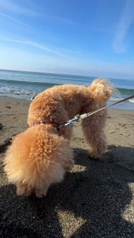 fluffy poodle at the beach