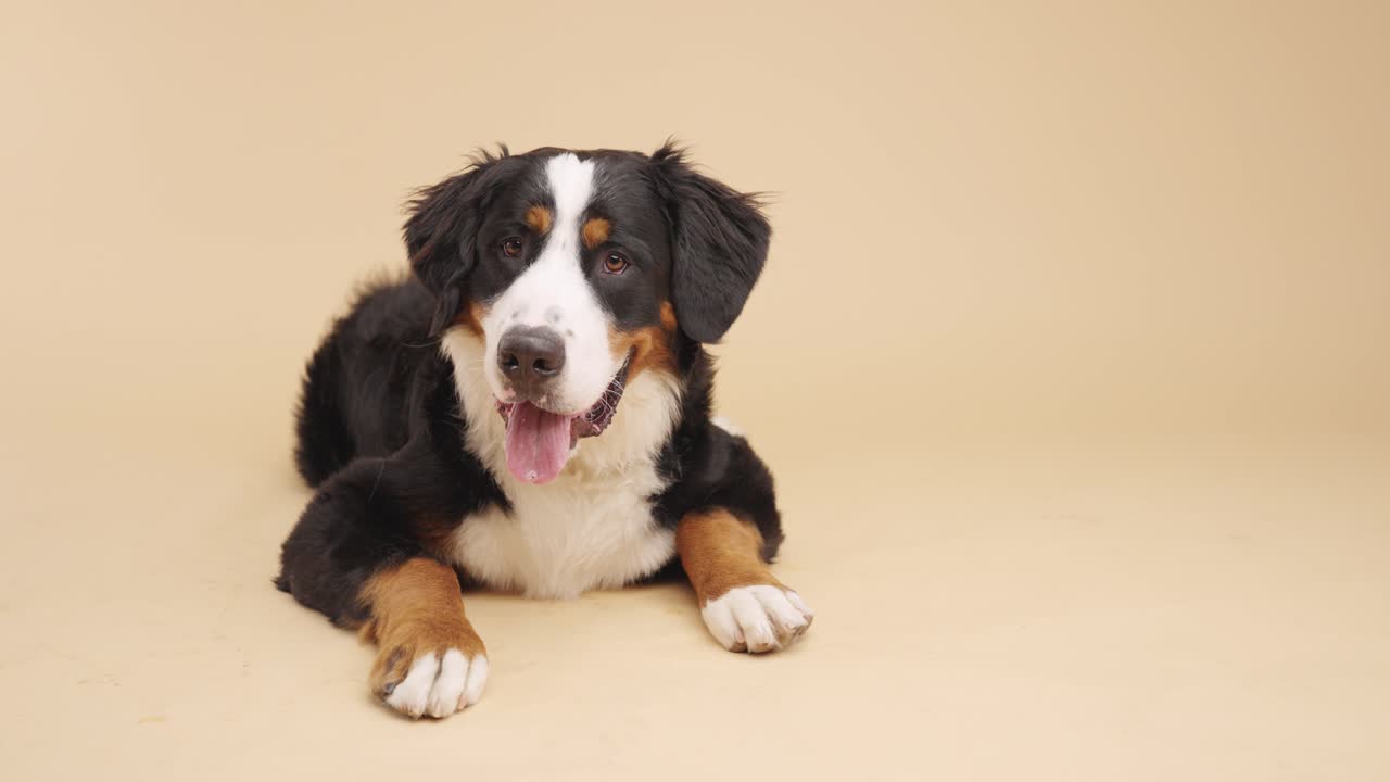 Bernese Mountain Dog laying down