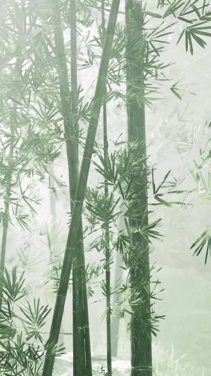 La nebbia avvolge una foresta di bambù con fusti e foglie verdi di giorno.