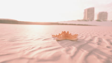 starfish on a sandy beach at sunset