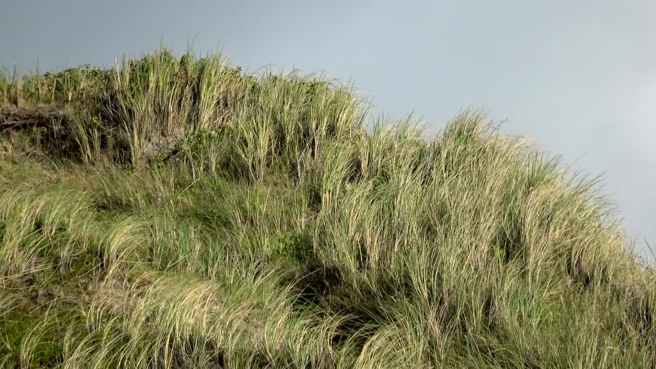 dunas de arena con hierba de dunas en el viento del mar del norte, dunas de senderismo, protección de diques, sondervig, jutlandia, dinamarca, 4k