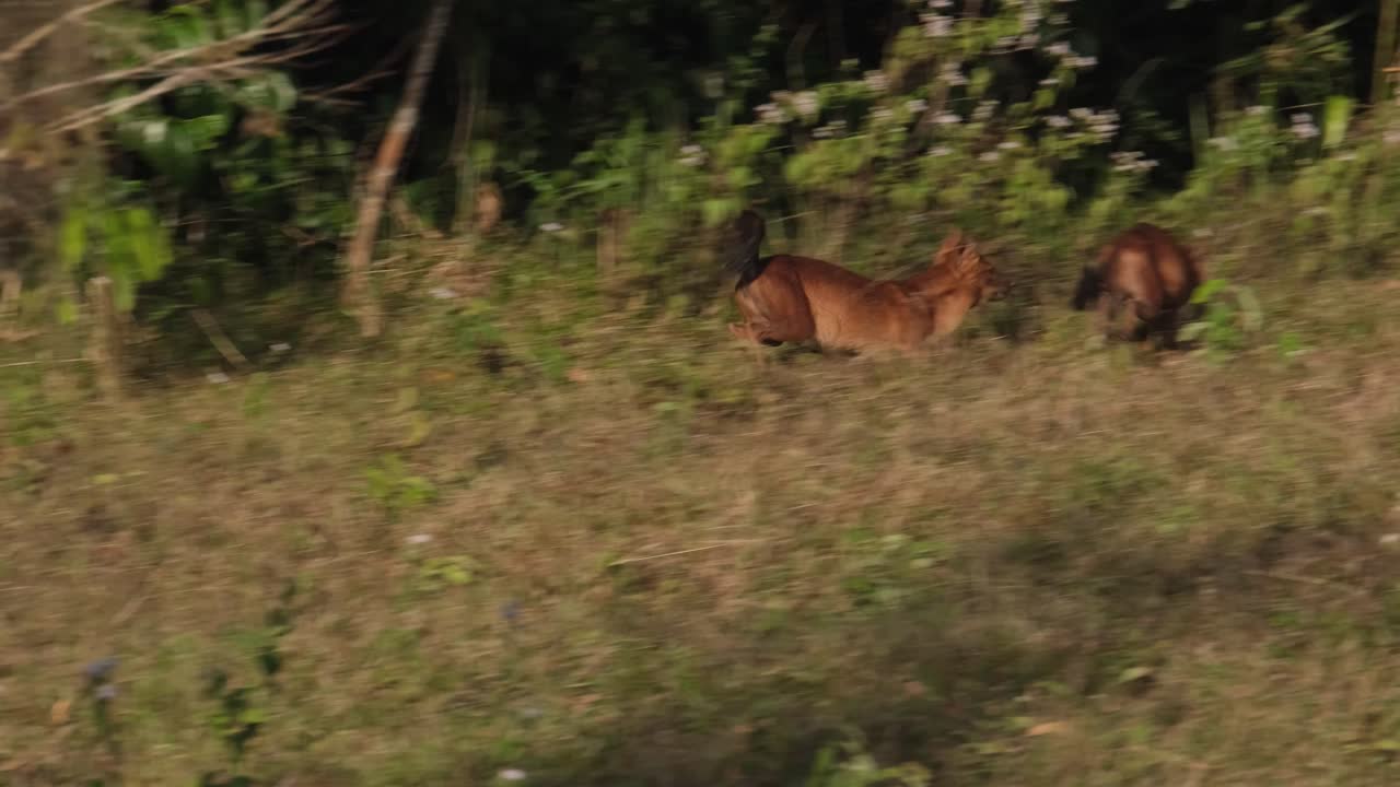 perro silbante cuon alpinus visto caminando sobre la hierba y luego otro individuo parece perseguirlo entrando en la oscuridad del bosque en el parque nacional khao yai, tailandia