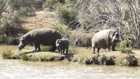 familia de hipopótamos al borde del agua