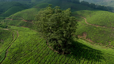 Panorama-Der-Wunderschönen-Nebligen-Teeplantage,-Erstklassige-Teeplantagen-In-Den-Hügeln-Von-Munnar,-Kerala,-Indien