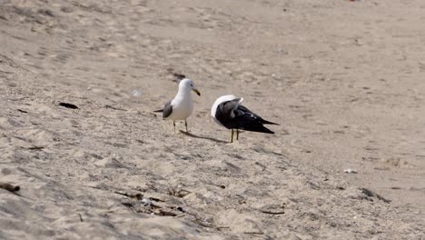 un par de gaviotas cocineras acicalándose en la orilla arenosa de la playa en un día soleado cerca de gangneung en gangwon-do, corea del sur - cerrar