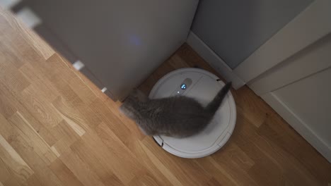 mascota y tareas domésticas, concepto de tecnología inteligente. robot aspirador y pequeño juego gris tabby escocés gatito recto en el hogar. niño gato y aspirador robótico en la habitación. hogar inteligente, aspirador diario