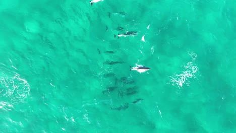 un grupo de delfines nadando en grandes cantidades a través de las aguas azules de la isla de north stradbroke.