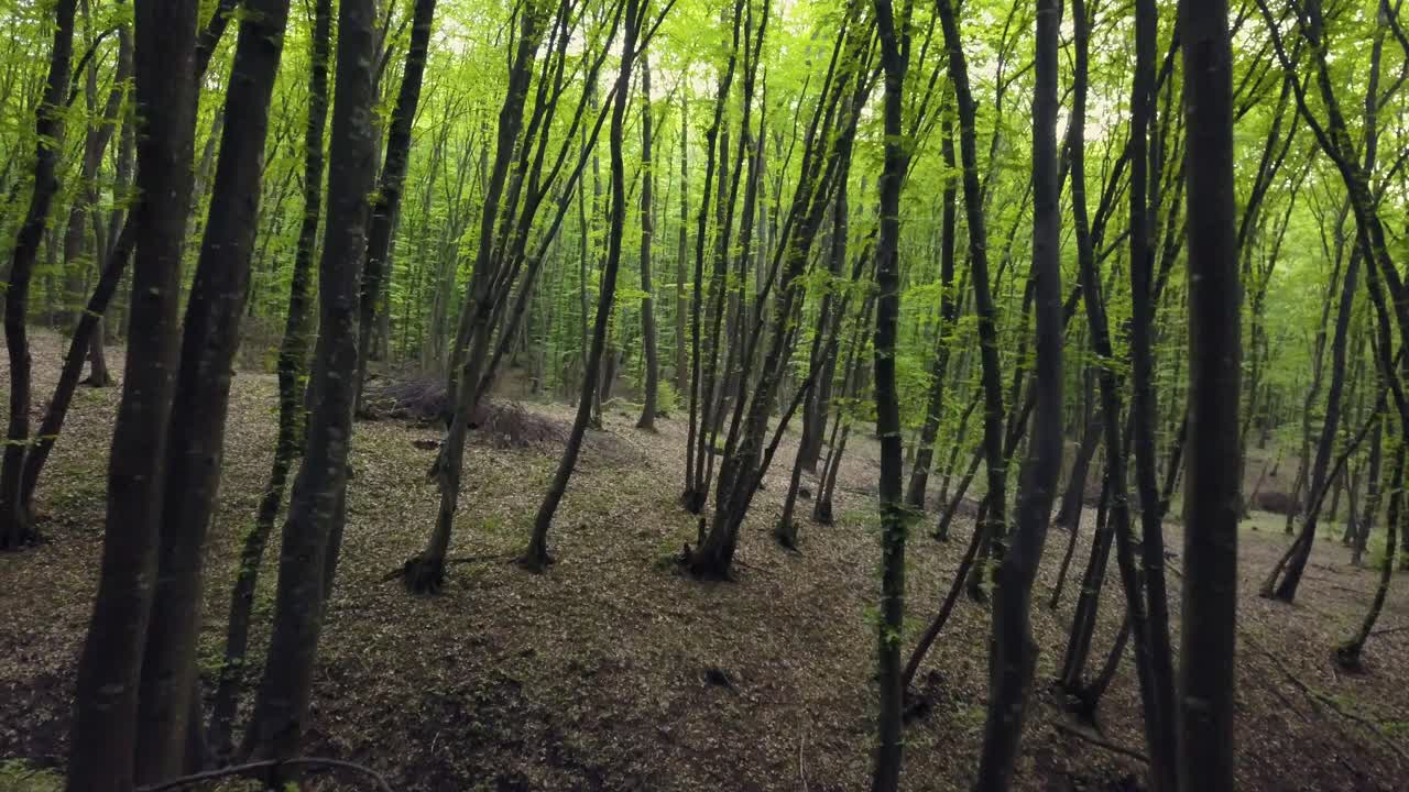 caminando por el sendero del bosque en un vasto tronco de pino verde, pov deambulando por el patrón del bosque verano hermosa luz del atardecer