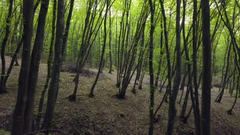 Caminando-Por-El-Sendero-Del-Bosque-En-Un-Vasto-Tronco-De-Pino-Verde,-Pov-Deambulando-Por-El-Patrón-Del-Bosque-Verano-Hermosa-Luz-Del-Atardecer