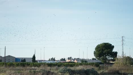 birds in flight over rural landscape