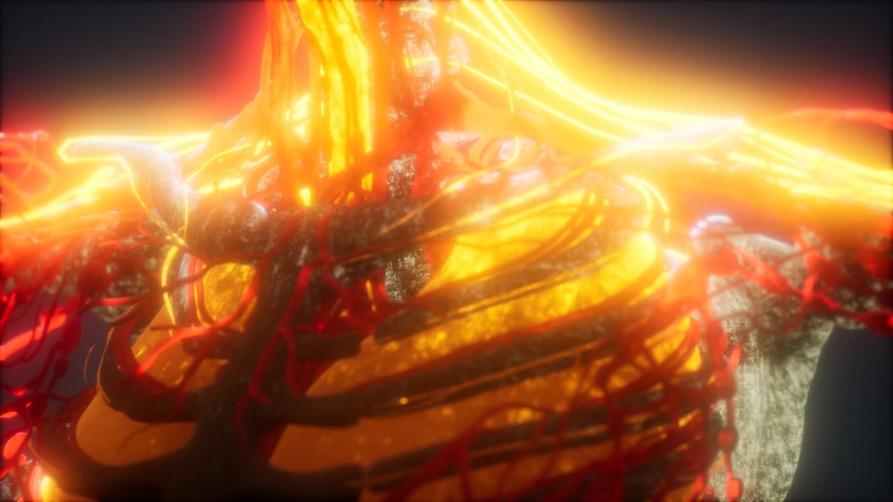 心臓と血管の医学的に正確な 3d アニメーション