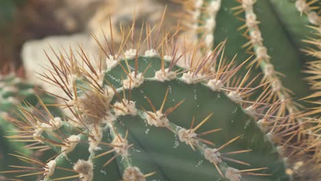 a large cactus with large needles plants are common in deserts a large cactus with large needles plants are common in deserts