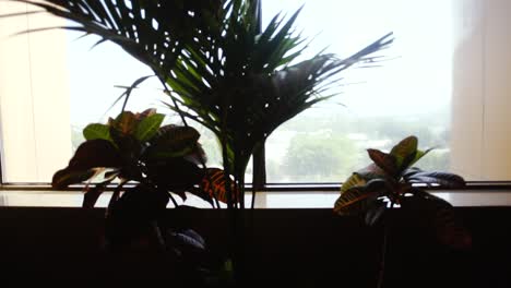 vestíbulo del hotel con plantas y ascensor
