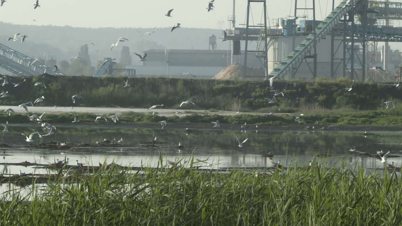 호수와 갈대 둥지 위로 날아가는 갈매기 떼의 슬로우 모션 샷