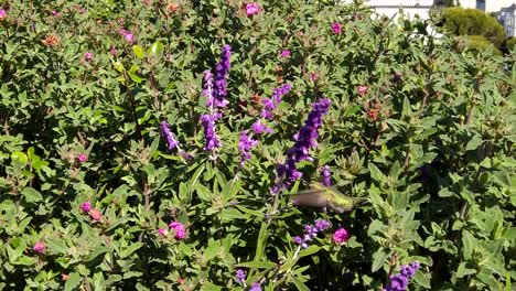 Tiro-Apretado-Recortado-De-Un-Colibrí-Verde-Alimentándose-De-Flores-De-Salvia-Púrpura-En-Un-Día-Soleado-En-El-Parque-Alamo-Square-En-San-Francisco