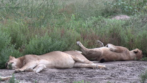 static shot of two lions sleeping in wild