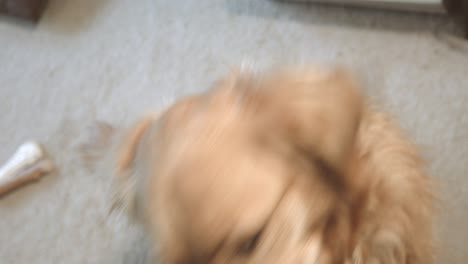 golden retriever looks back at camera