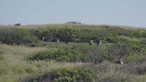 a colony of laysan albatrosses make their home in the brush at kaena point on the island of oahu in hawaii a well known nesting ground for these sea birds