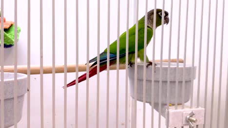 caged tropical parrot looks at the camera and throws a seed from its beak