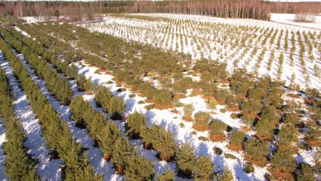 Vivero-De-Conos-De-Pino-En-Invierno