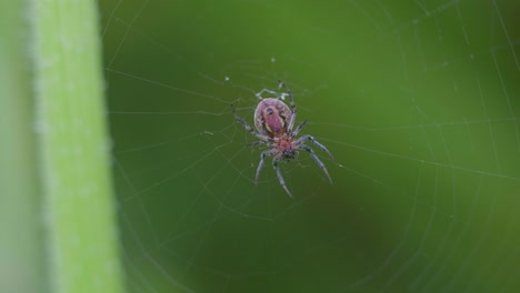 Eine-Alpaida-Versicolor-spinne-Auf-Ihrem-Netz