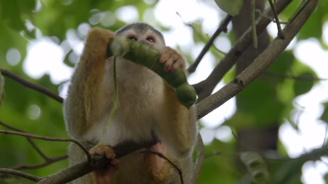 un mono ardilla de américa central comiendo de una vaina de frijol en el parque nacional manuel antonio, costa rica