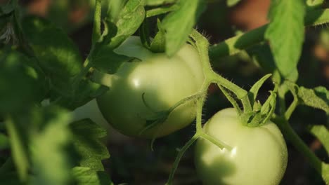 manojo de tomates verdes sin madurar en la planta en el jardín