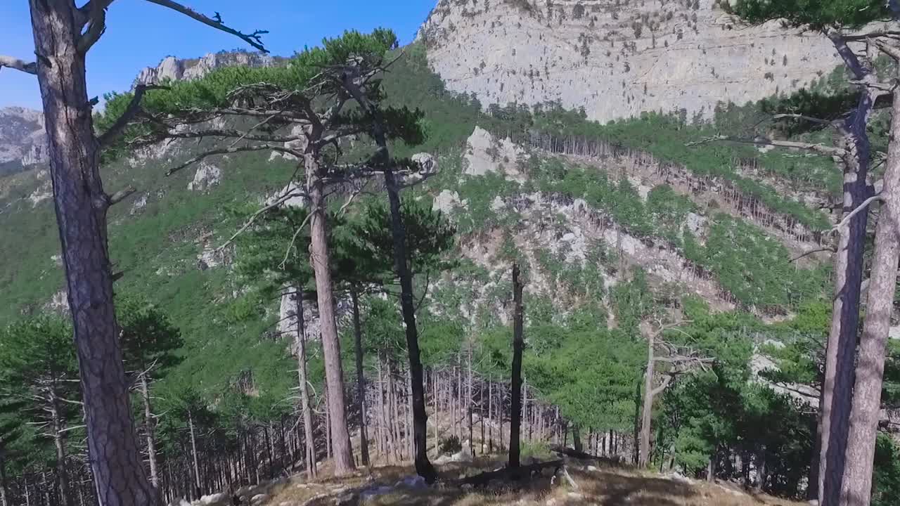 paisaje forestal de montaña