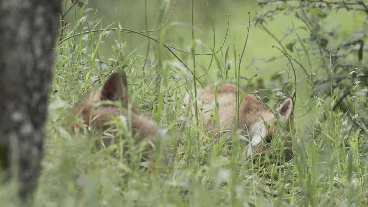 Red fox cub (vulpes vulpes) eating remains, in a spring day, in a mediterranean forest, in Tiétar Valley, Spain