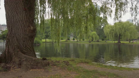 Lago-En-Los-Jardines-De-Boston-A-Través-Del-árbol