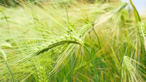 바람에 부히는 보리 밀 어리의 근처