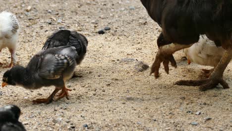 tiny chicken puppies are eating food,