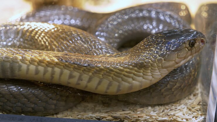 A coiled snake is staring motionlessly outside of its terrarium, inside a zoo in Bangkok, Thailand