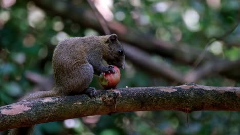 a closer shot of this squirrel eating a fruit while facing to the right, grey-bellied squirrel callosciurus caniceps, kaeng krachan national park, thailand