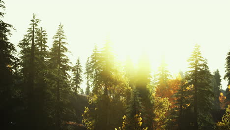 fir-trees-on-meadow-between-hillsides-with-conifer-forest-in-fog