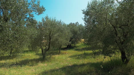 madera de olivo en un día soleado