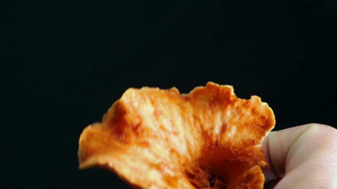 Woolly Chanterelle  Mushroom Rotation Close Up