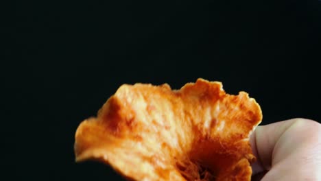 Woolly-Chanterelle--Mushroom-Rotation-Close-Up