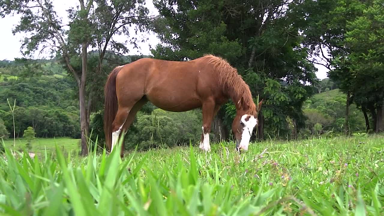 un caballo en campo abierto comiendo hierba durante el verano