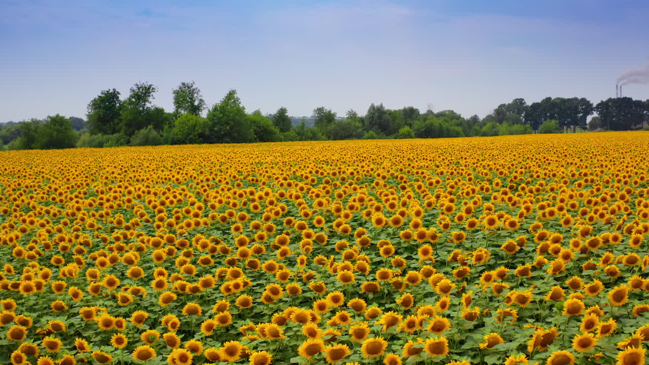 Amazing view of yellow sunflowers. Agriculture field with blooming sunflowers at sunlight. Summer landscape with big farmland of sunflowers. Camera rising.