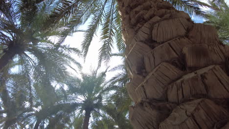 tronco y dosel de la palmera