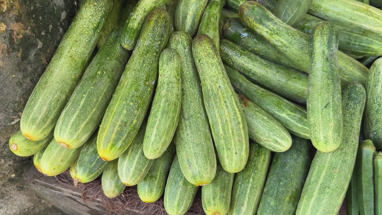 Cetriolo fresco in vendita al mercato contadino o al bazar sabzi mandi.